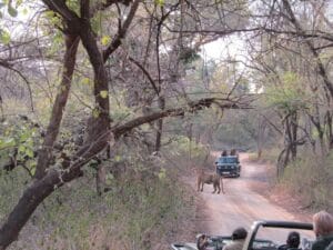 Happy tourists enjoying tiger safari tour in Ranthambore National Park