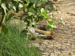 Wildlife photographer with telephoto lens capturing tiger movements on Ranthambore photography tour