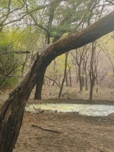 Tourists on a 4x4 open Gypsy safari vehicle tracking tigers in Ranthambore forest