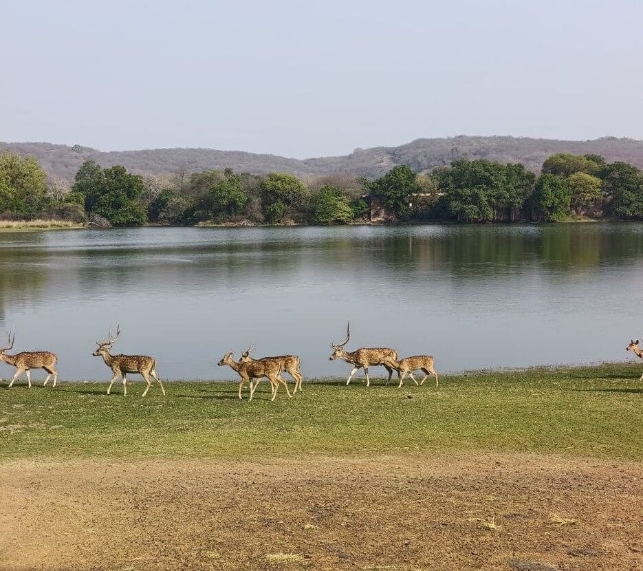 Experienced local wildlife guides and safari experts of Booking Ranthambore Safari agency