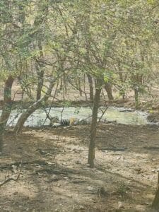Tourists on a 4x4 open Gypsy safari vehicle tracking tigers in Ranthambore forest