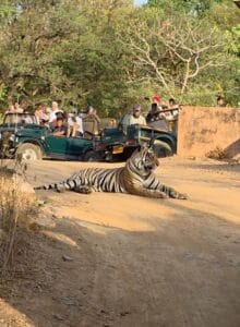 Open gypsy safari vehicle tracking royal bengal tigers in Ranthambore forest